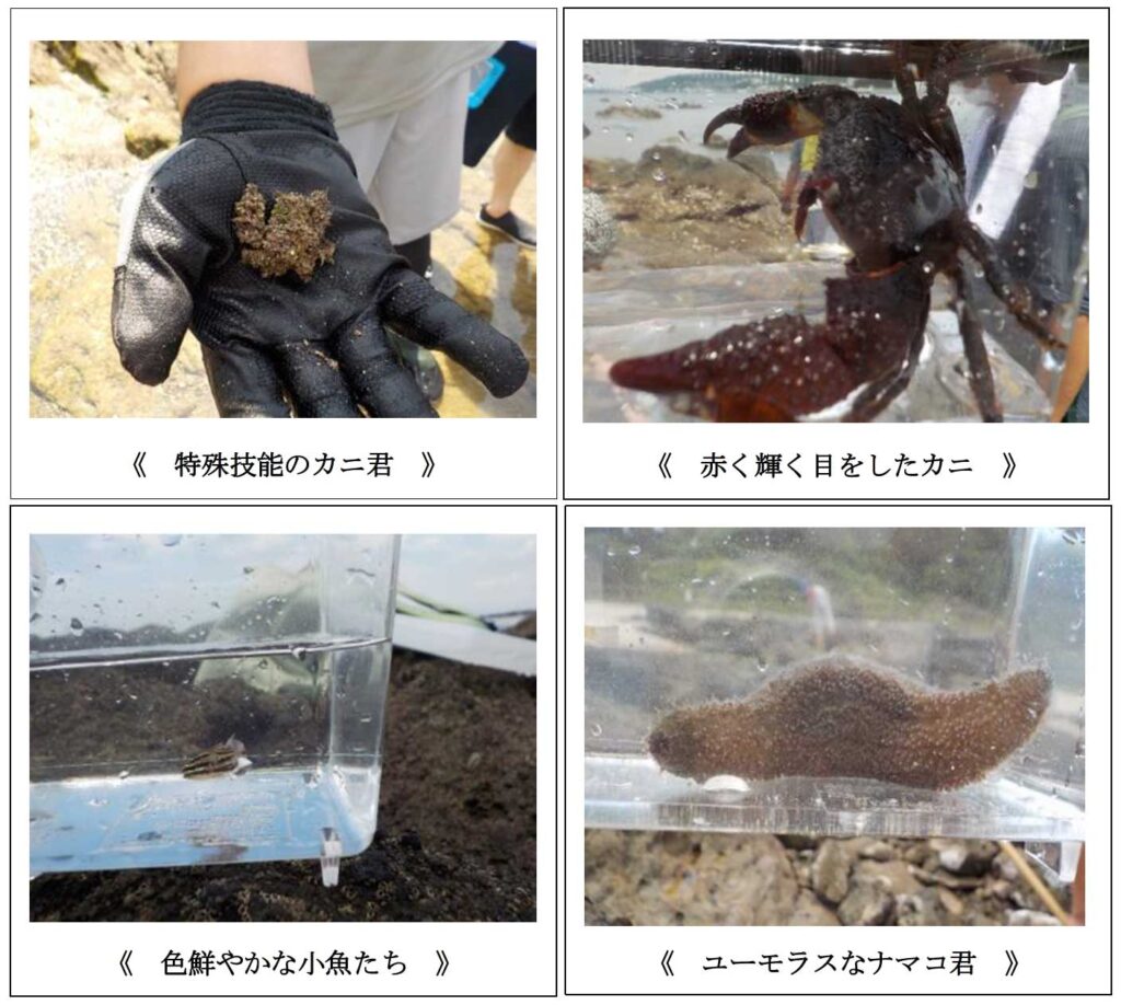 様々な水生生物